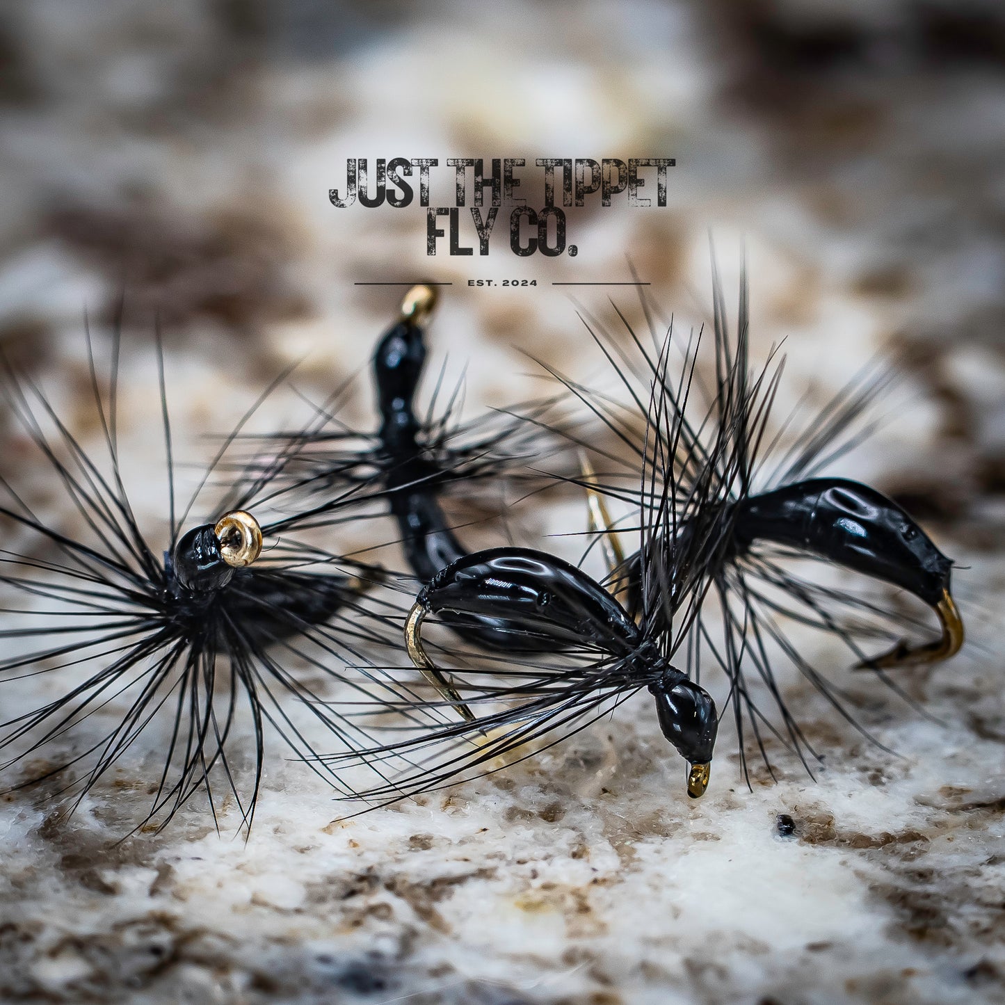 Black Sunken Ant