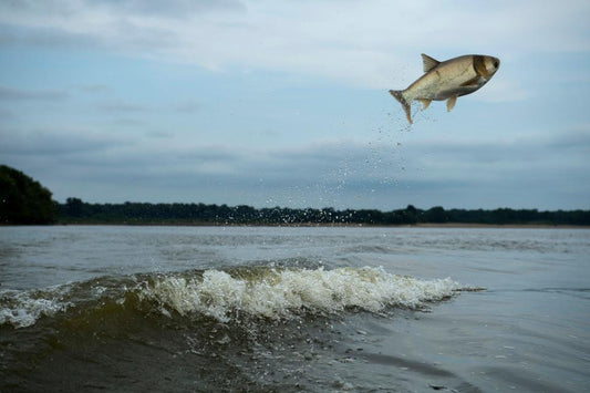 Yearslong war on Asian carp showing some progress, but end is uncertain