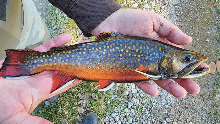 Minnesota stream trout fishing season begins