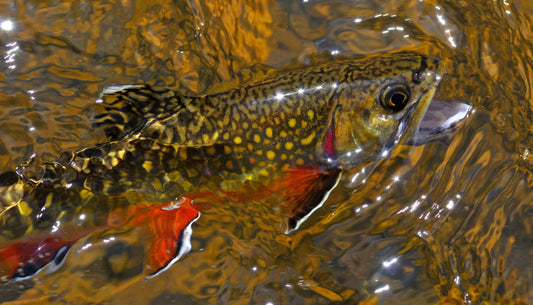 Michigan’s trout season opens