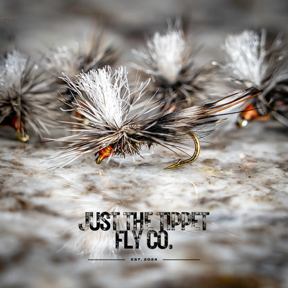 House Fly