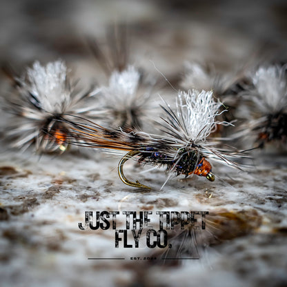 House Fly