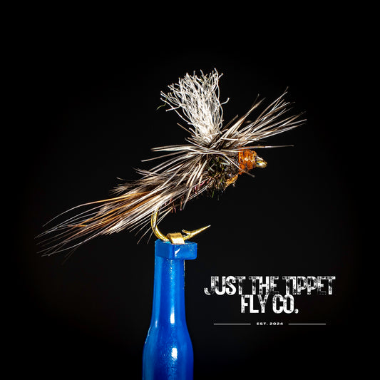 House Fly