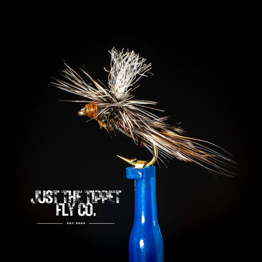 House Fly